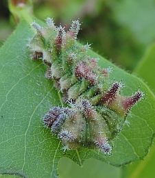 Southern White Admiral Caterpillar – Limenitis reducta